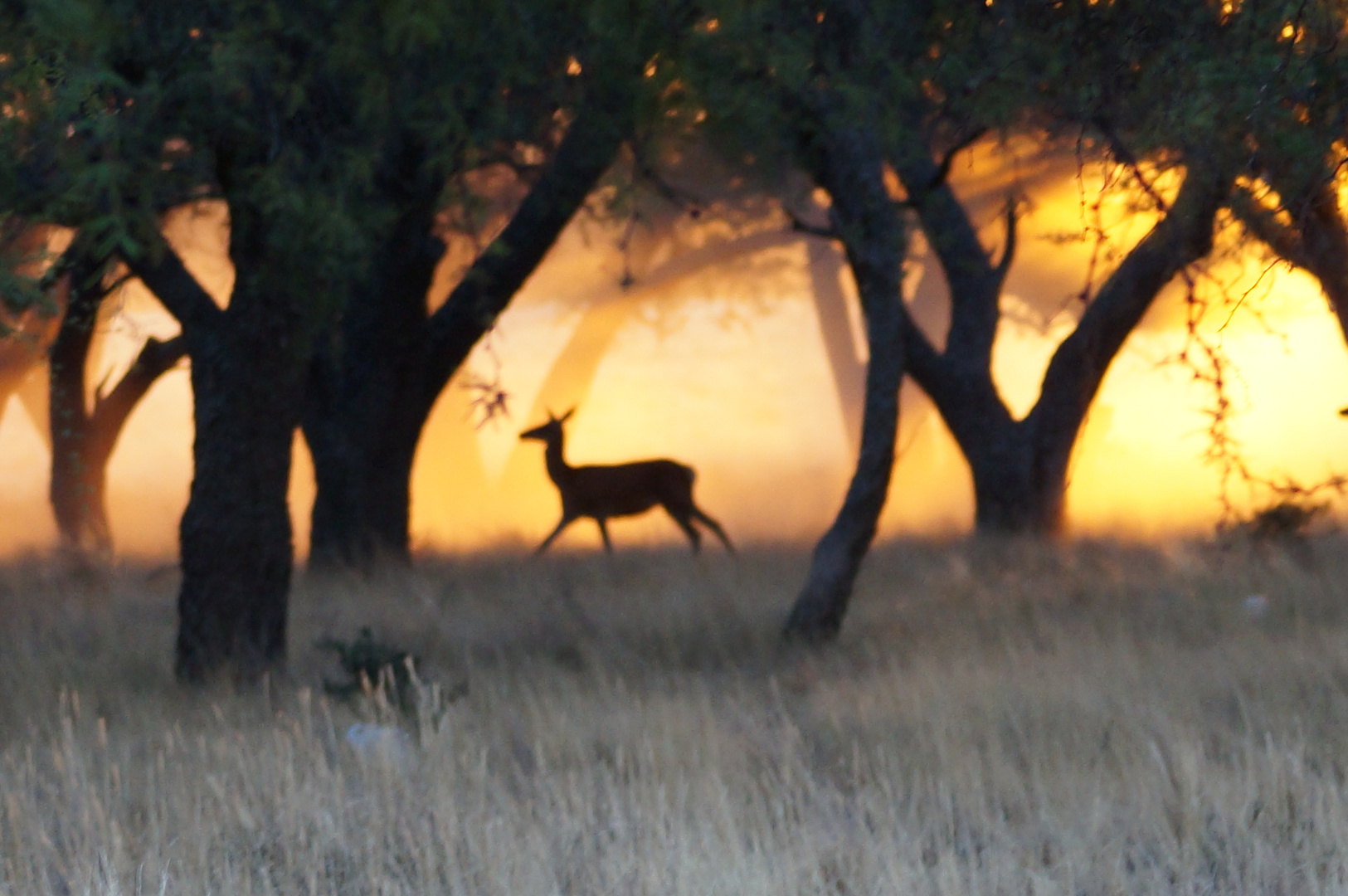 Bambi