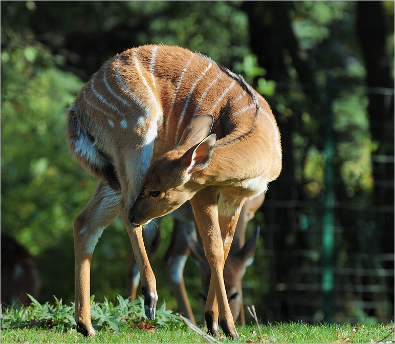 Bambi....