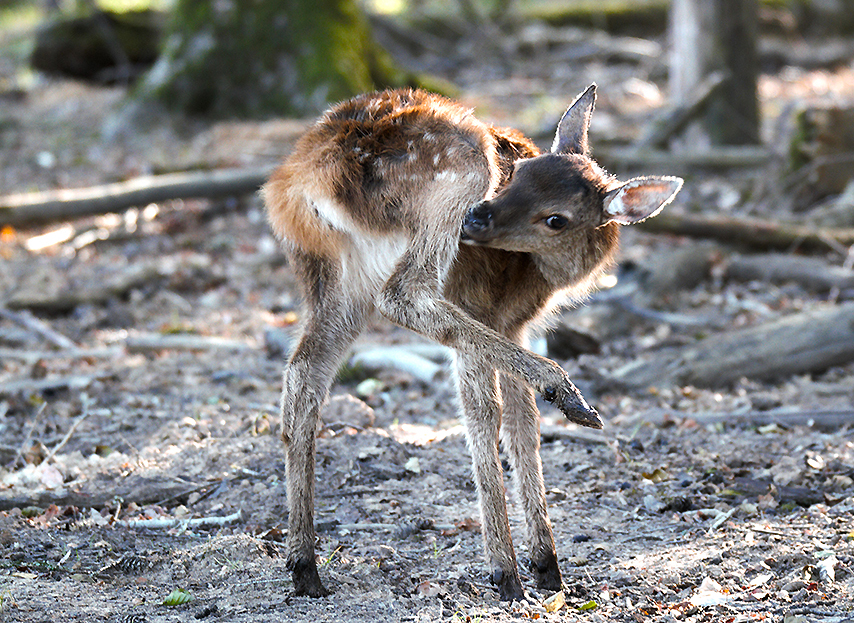 ...Bambi d'amour...;-)