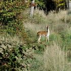 Bambi dans son milieu naturel