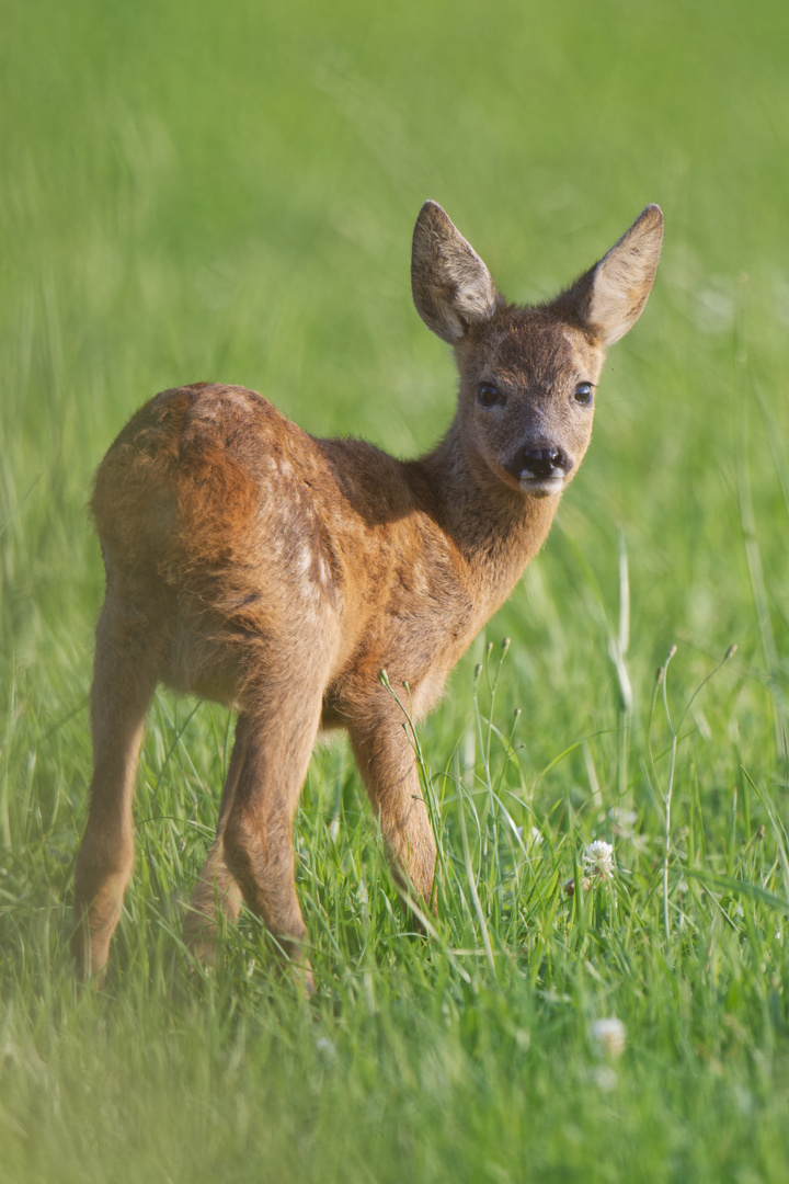 Bambi