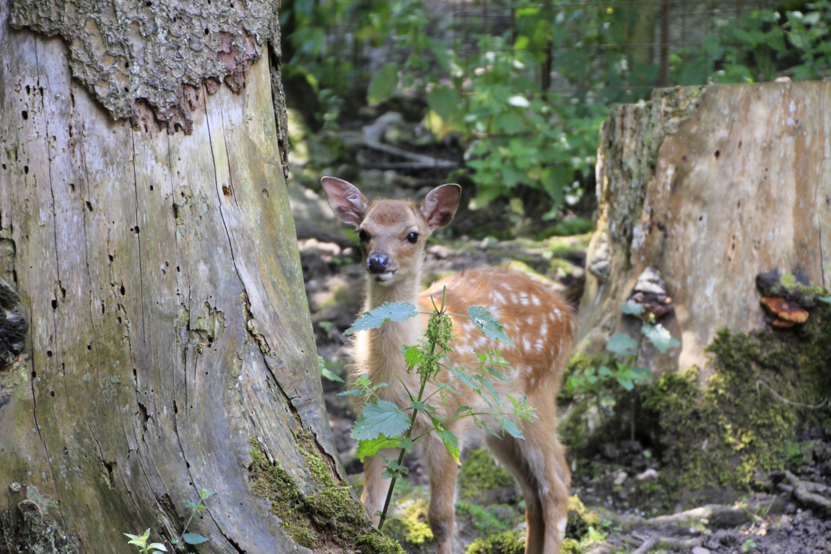 Bambi