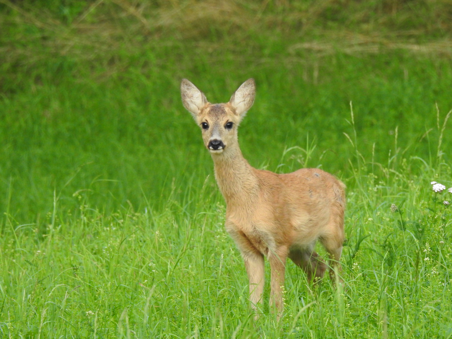 Bambi