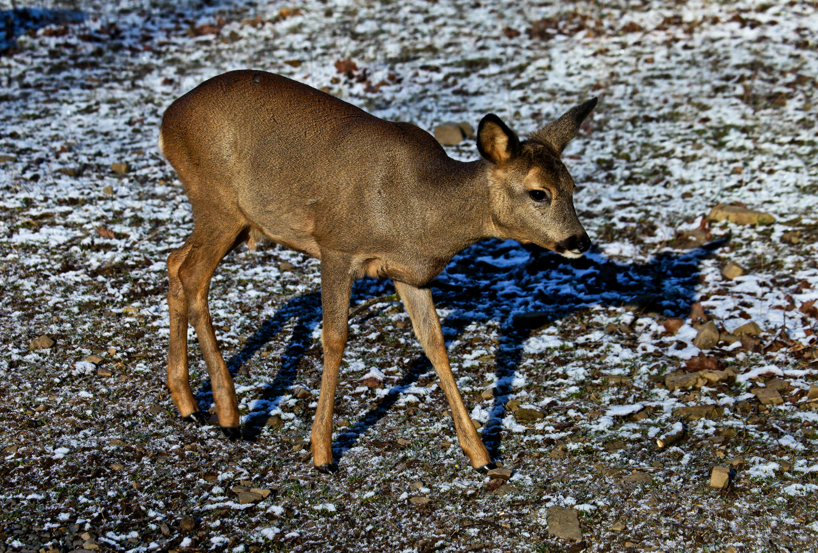 Bambi