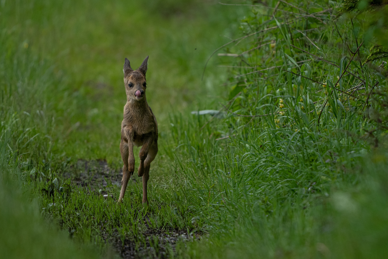 Bambi