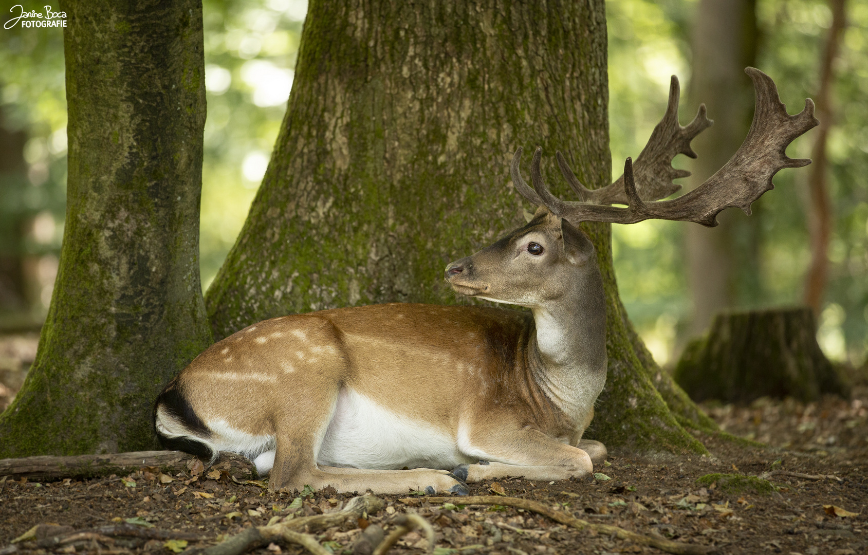 Bambi