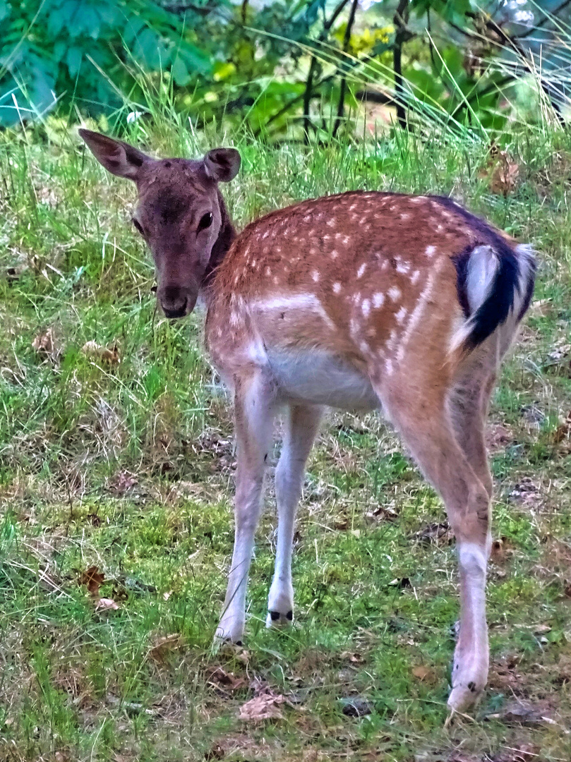 Bambi