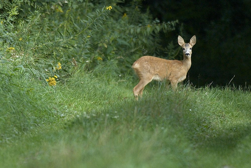 Bambi