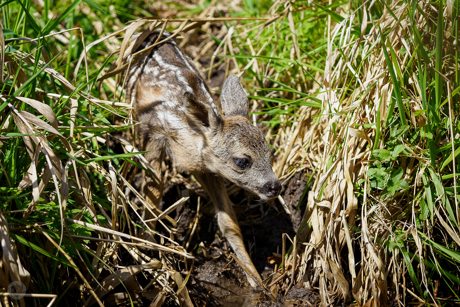 Bambi 