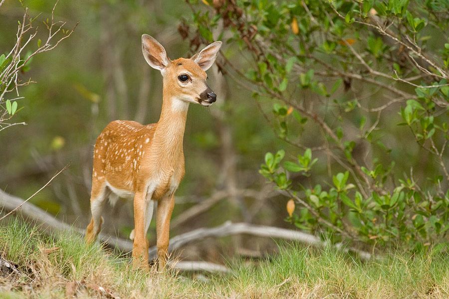 ~ Bambi ~