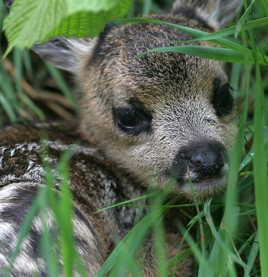 Bambi ..... ein Tag alt