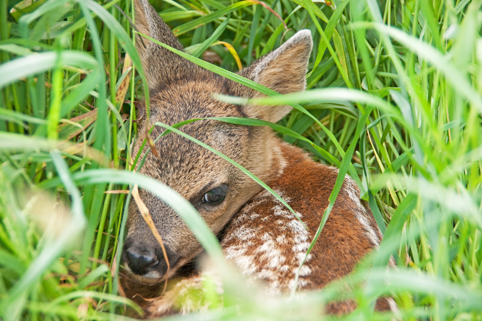 Bambi endlich wieder ganz allein. - Rehe