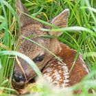 Bambi endlich wieder ganz allein. - Rehe