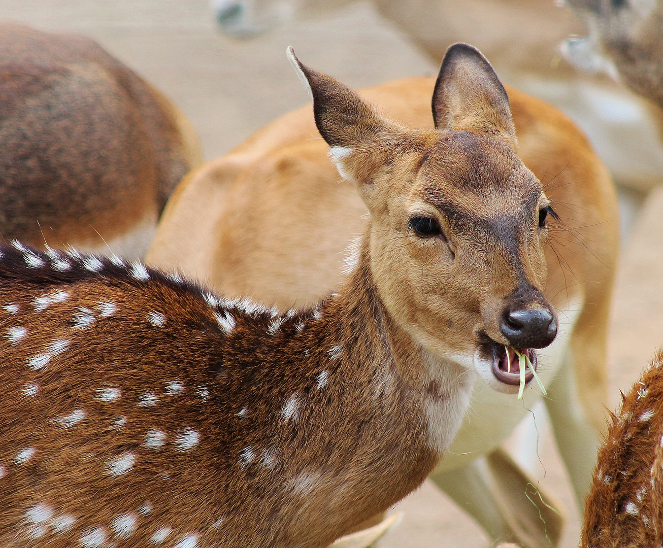 Bambi