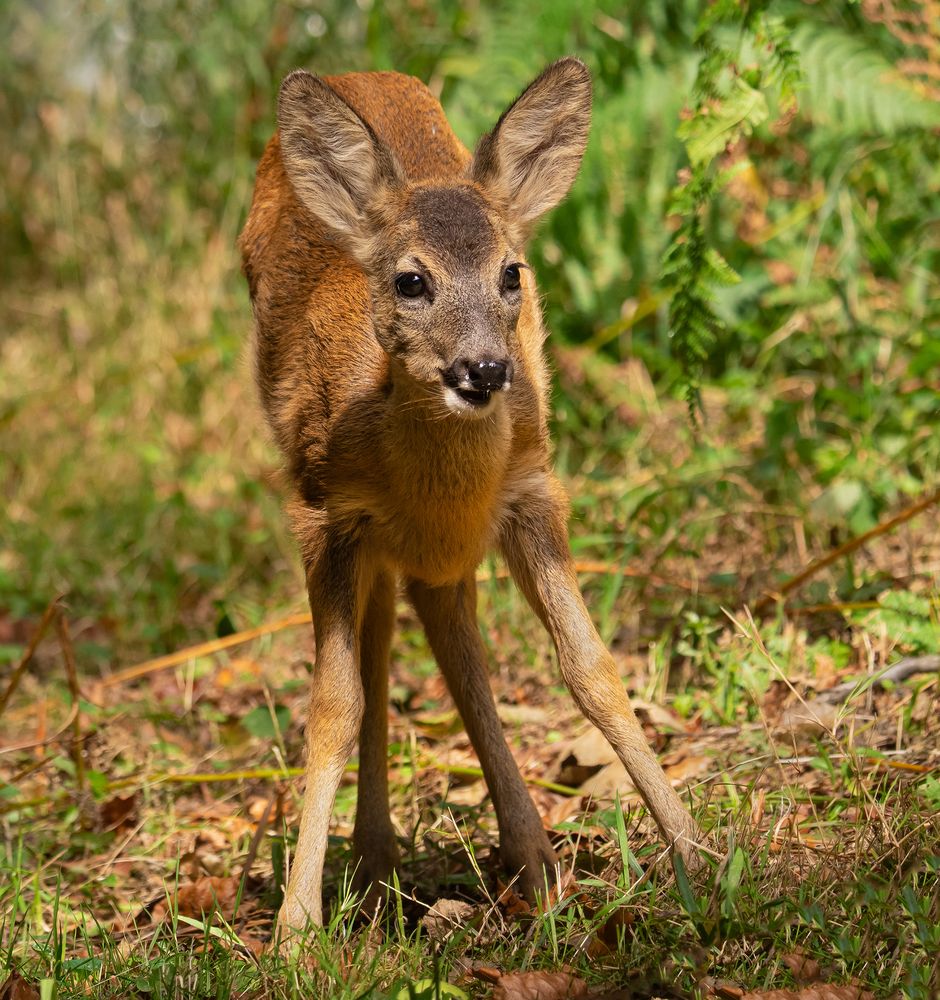 Bambi Foto & Bild tiere, wildlife, wildlife sonstige tiere Bilder
