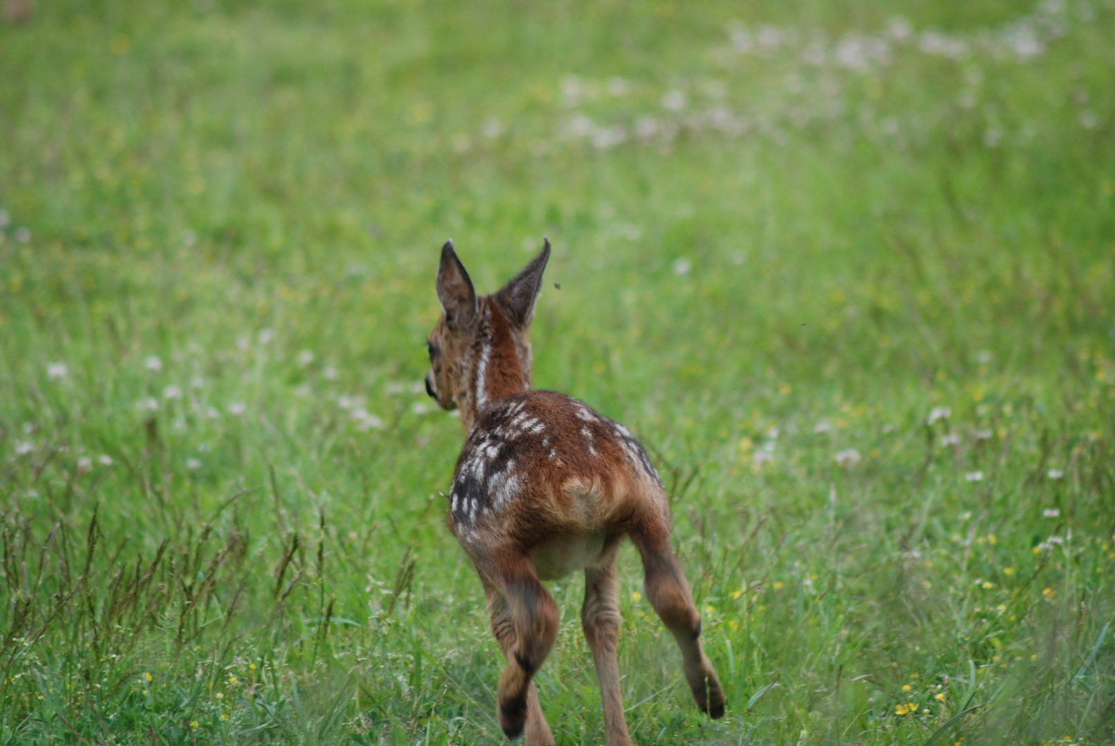 Bambi