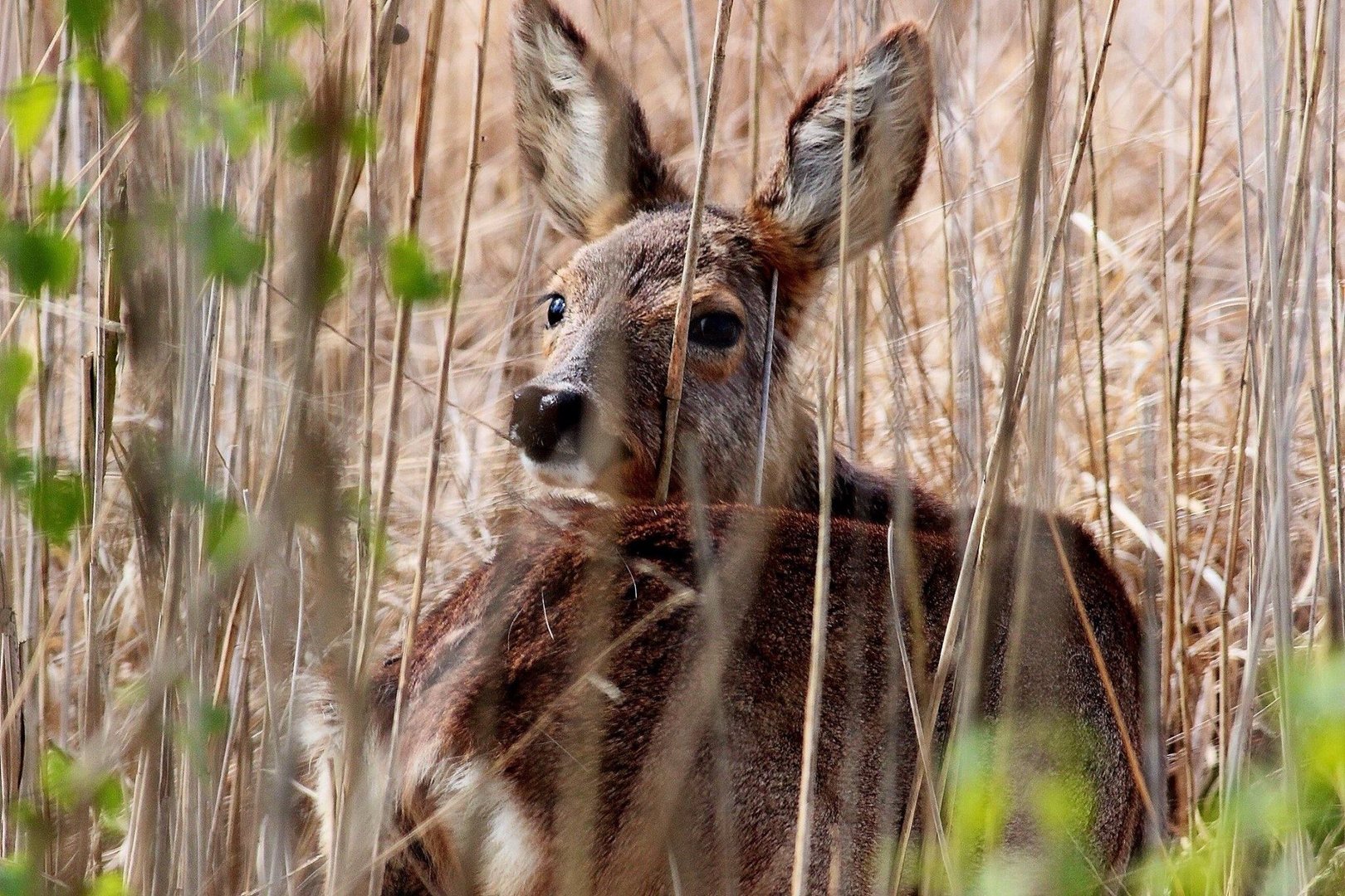 Bambi