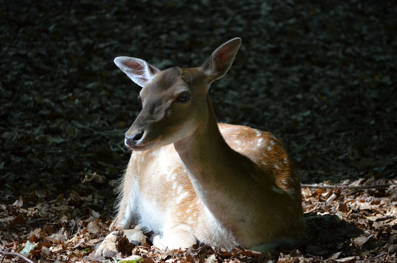 Bambi