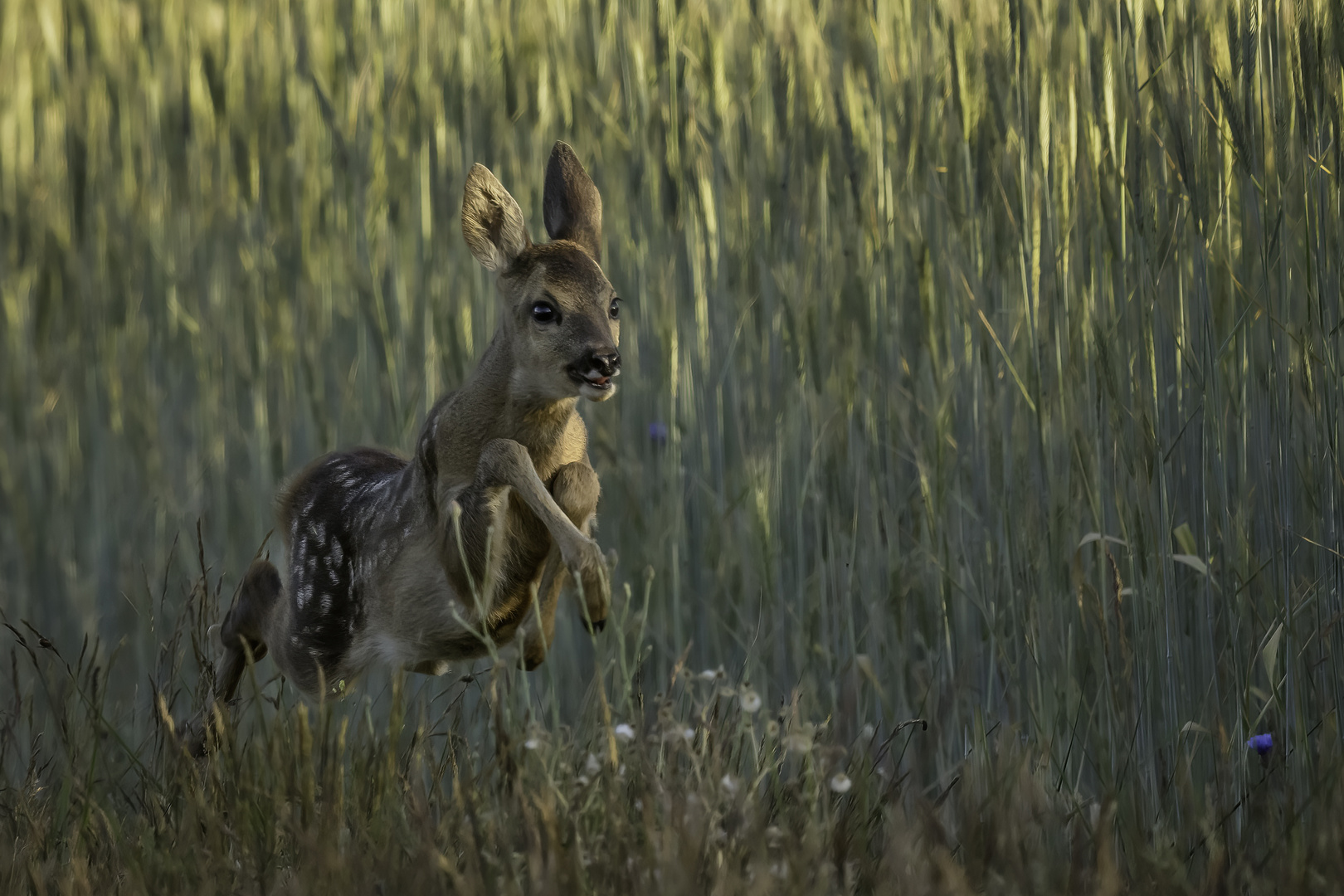 Bambi fliegt