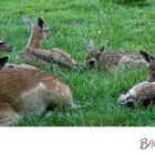 Bambi-für einen guten Freund!