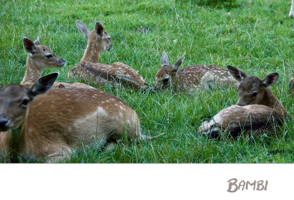 Bambi-für einen guten Freund!