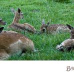 Bambi-für einen guten Freund!