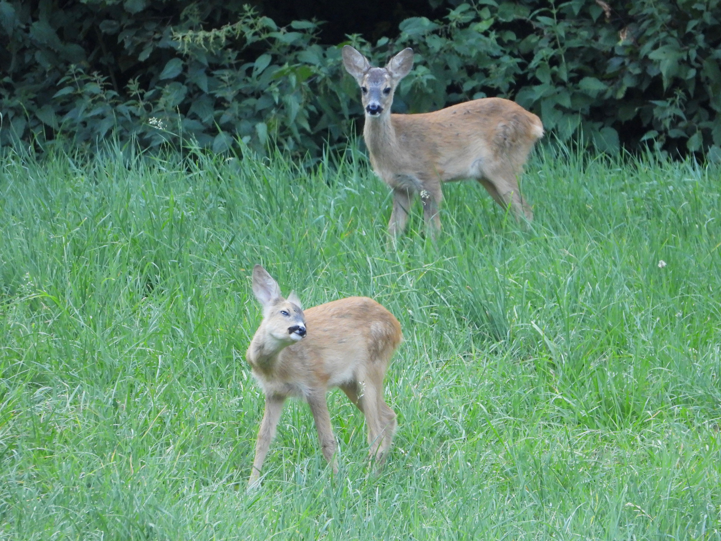 Bambi gemellini