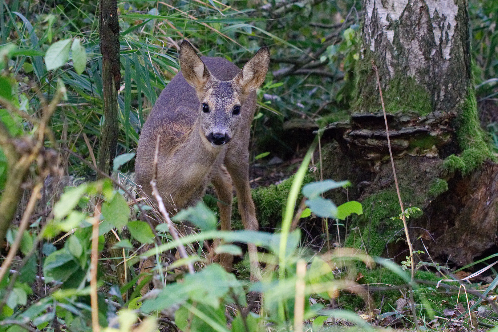 Bambi im Herbst...