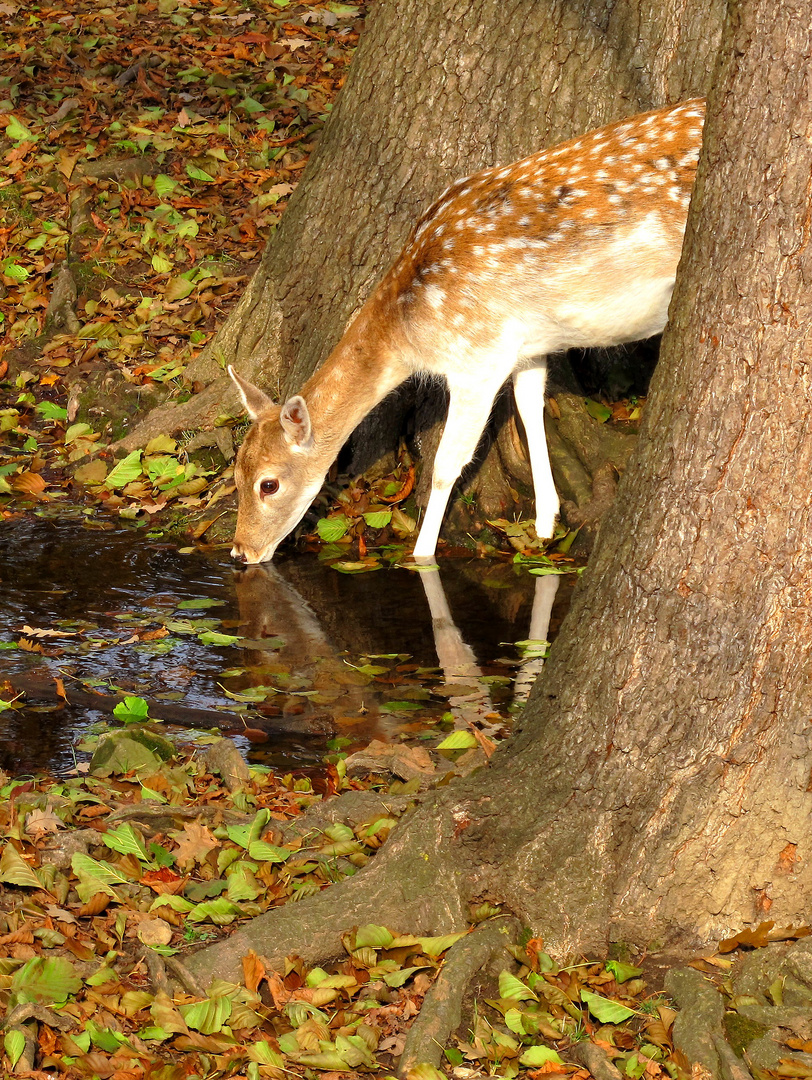 Bambi im Herbstwald