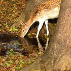 Bambi im Herbstwald