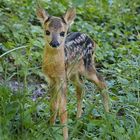 Bambi im hohen Gras