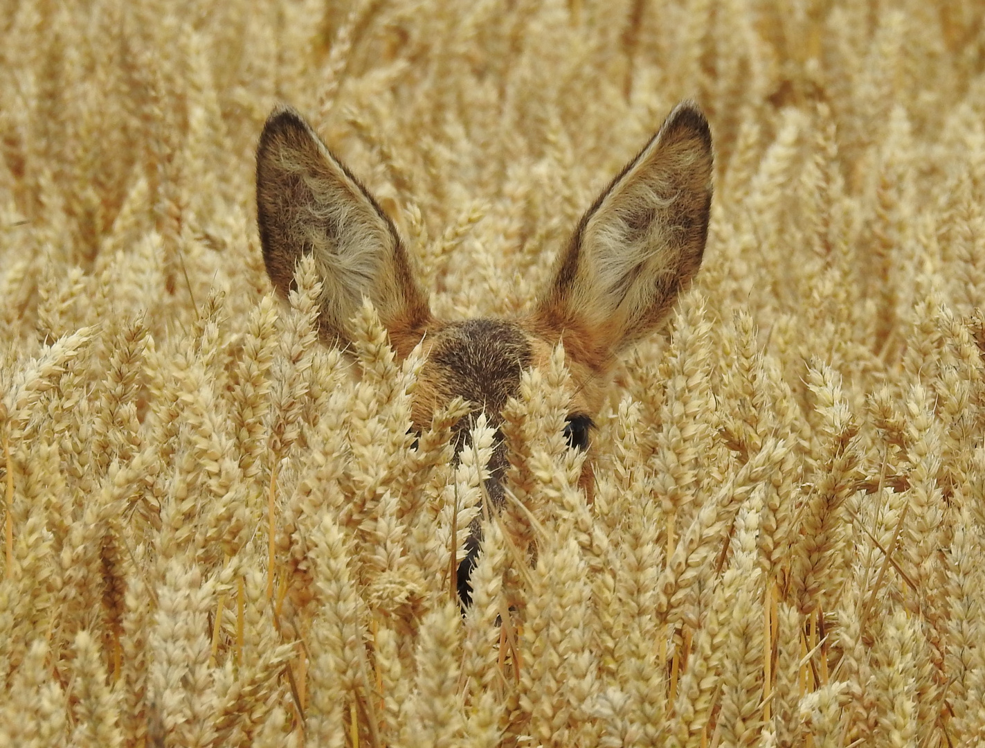 Bambi im Weizenfeld