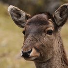 Bambi im Wildpark Warstein