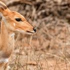 Bambi in Afrika