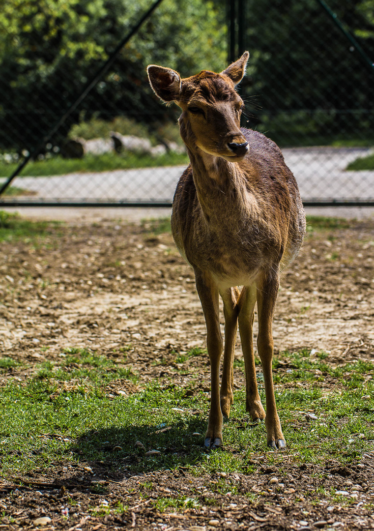 Bambi in der Lobau (2012)