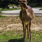 Bambi in der Lobau (2012)