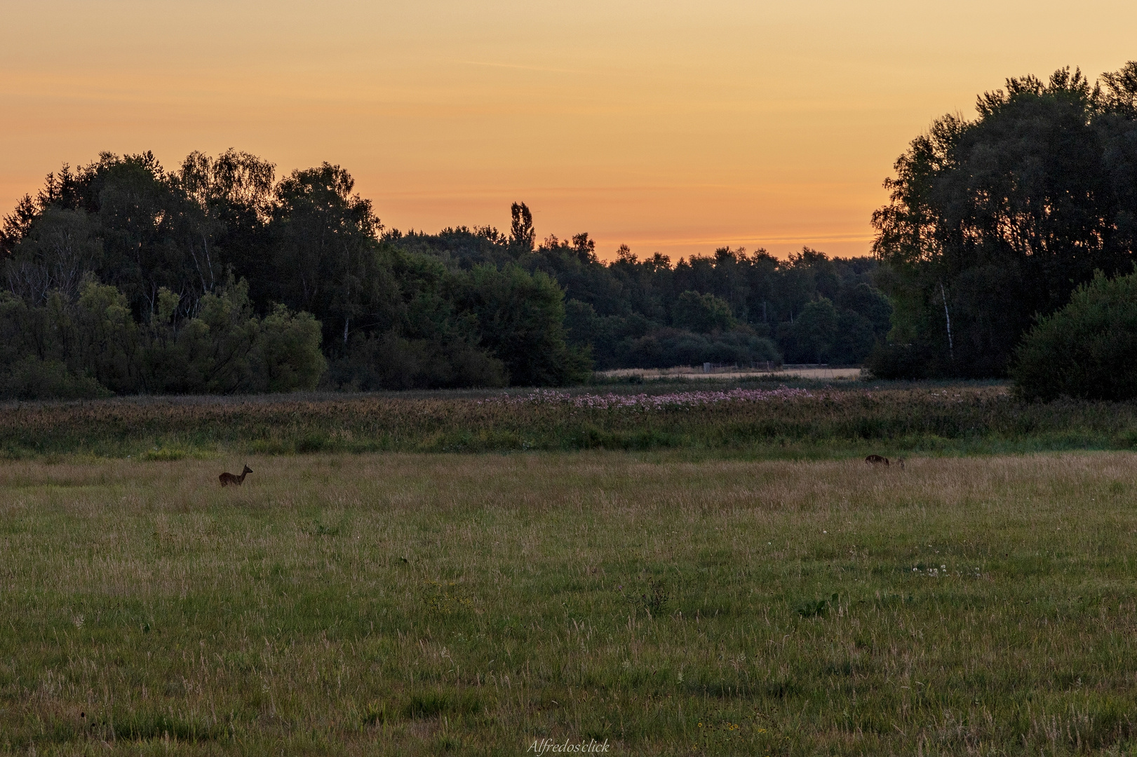 Bambi in Sicht