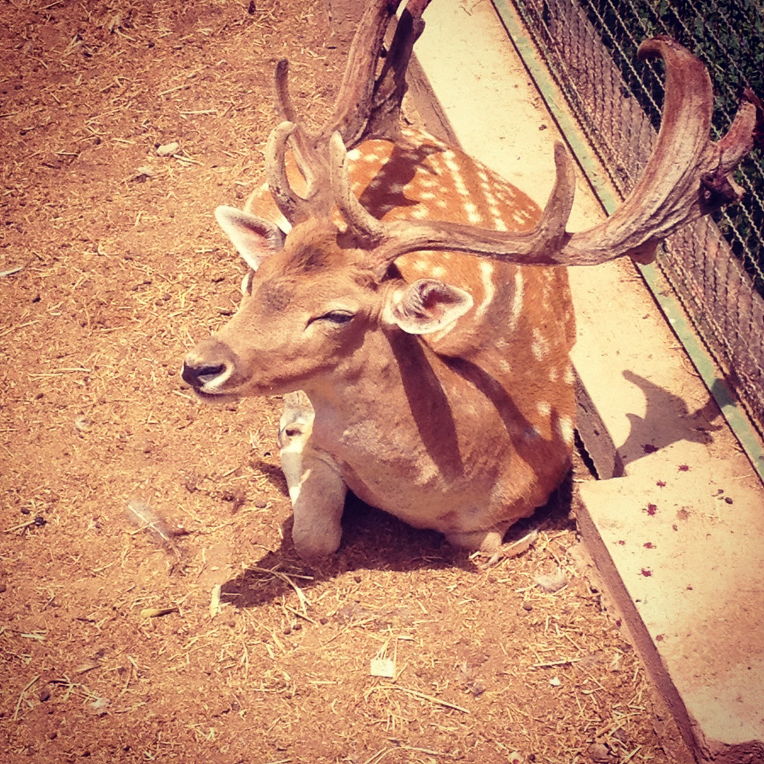 Bambi in the zoo