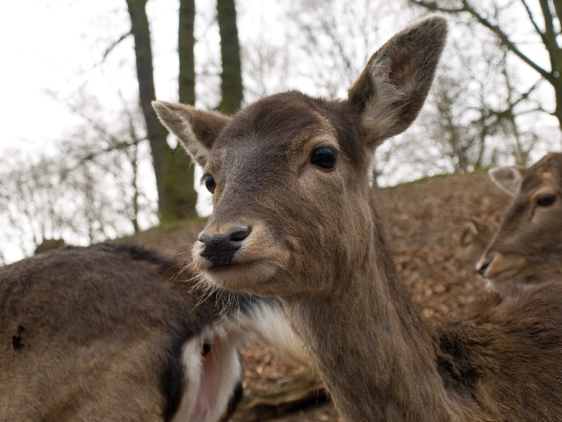 Bambi is back!