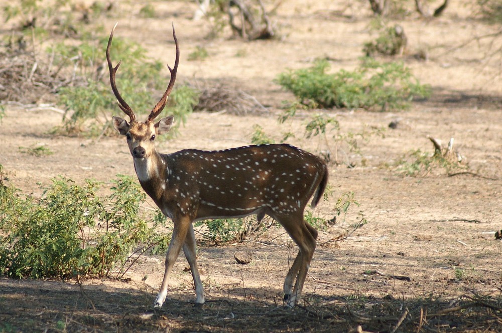 Bambi ist erwachsen