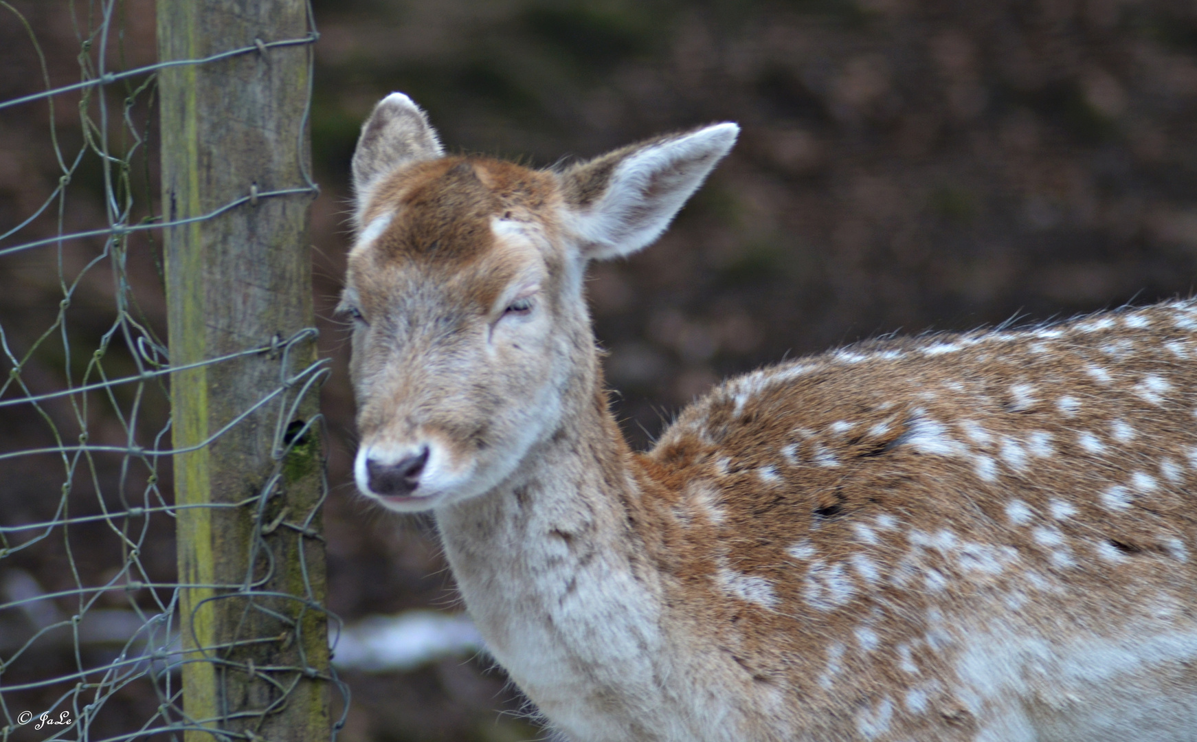 Bambi ist müde