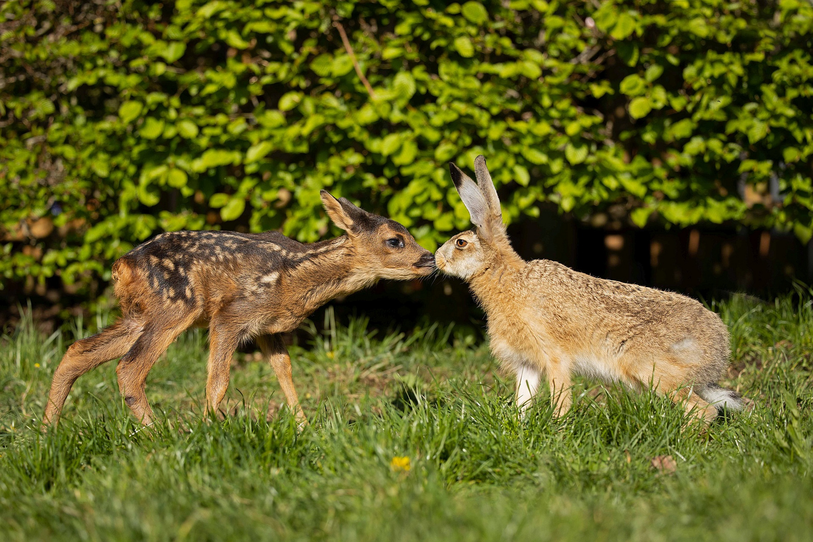 Bambi & Klopfer?