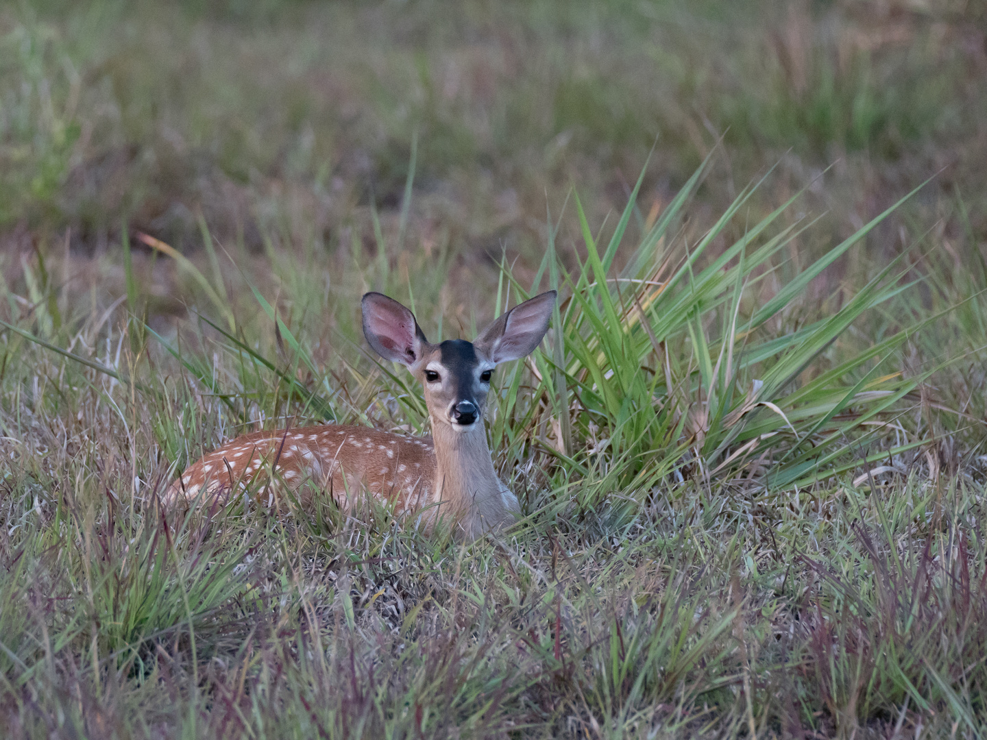 Bambi lebt