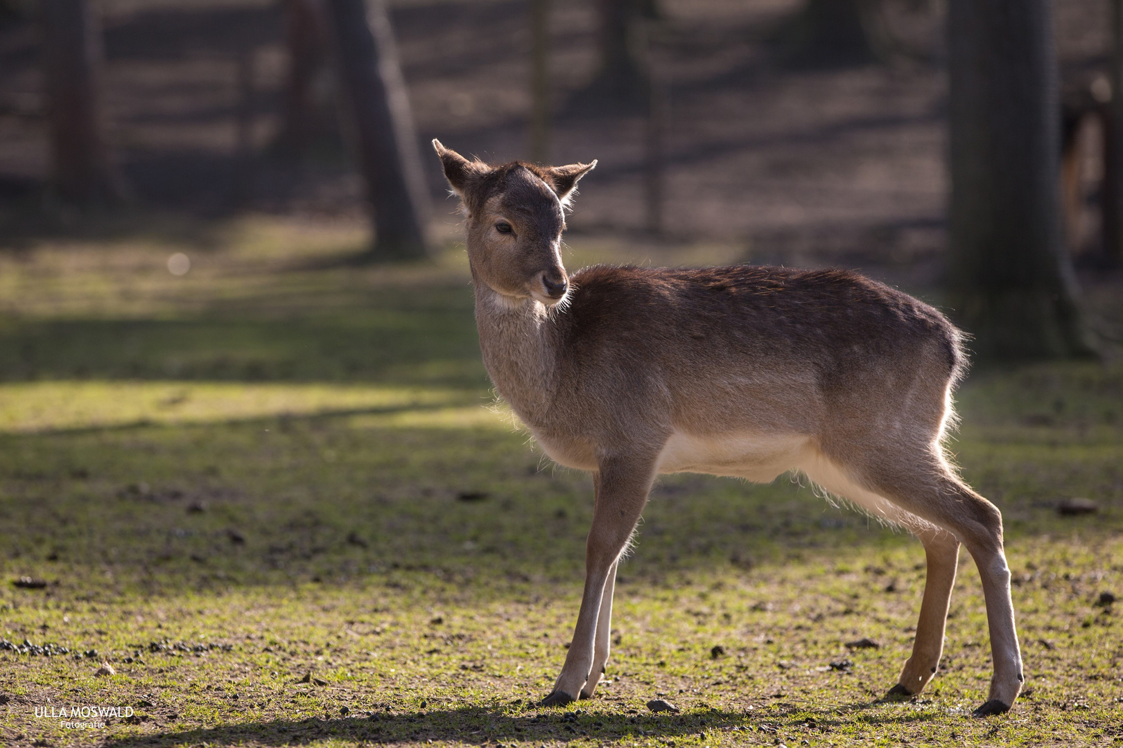 ...Bambi lebt...