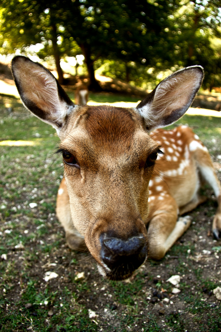 Bambi, mal ganz nah!