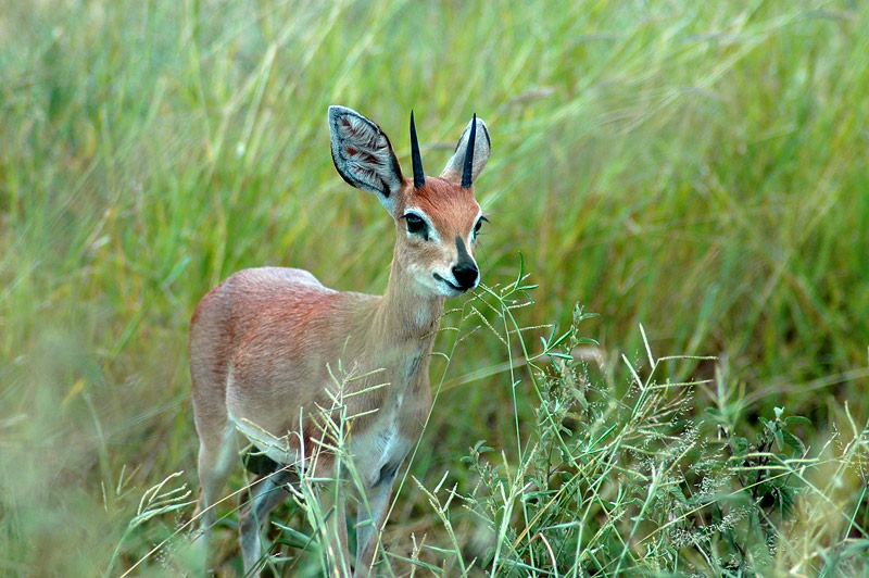 Bambi mit Hörnern und großen Ohren...