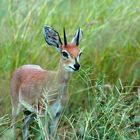 Bambi mit Hörnern und großen Ohren...