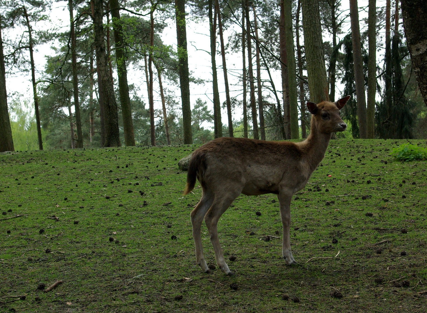 Bambi ohne Punkte