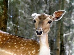 Bambi-Porträt