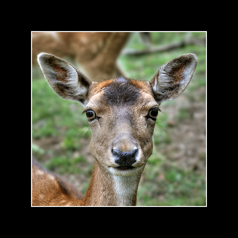 Bambi-Portrait